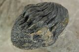 Cluster of Six Trilobite Fossils (Mrakibina, Morocops, Austerop) #350556-5